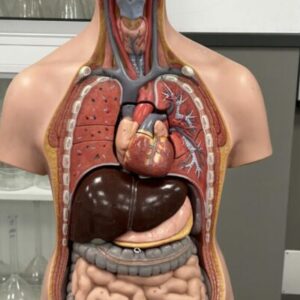 Curso online - Nutrición y suplementación en sistema digestivo e intestinal