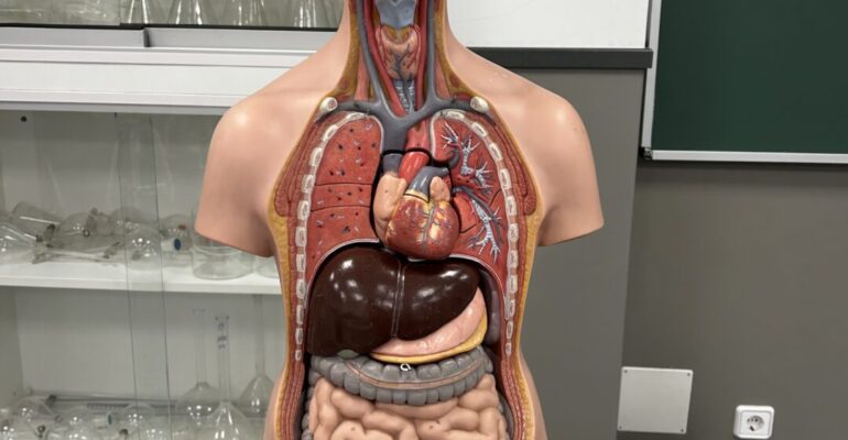 Curso online - Nutrición y suplementación en sistema digestivo e intestinal
